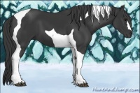 Horse Color:Black Tobiano 