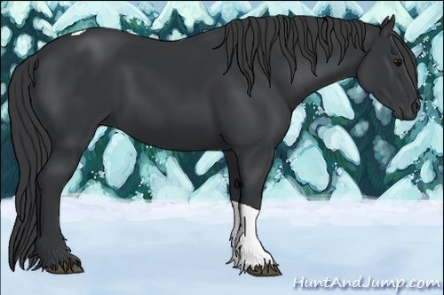 Horse Color:Black Tobiano