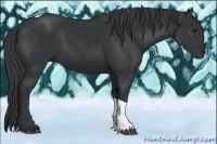 Horse Color:Black Tobiano 