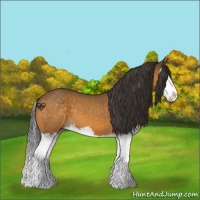 Horse Color:Buckskin Splash 