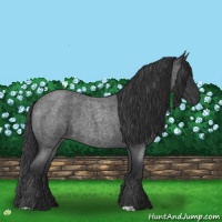 Horse Color:Blue Roan 