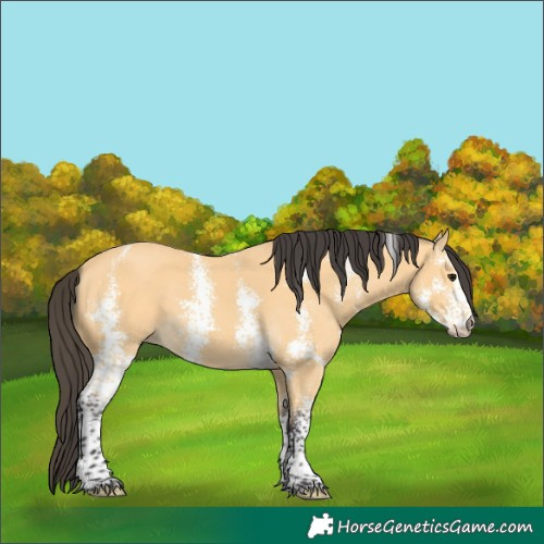 Horse Color:Buckskin Sabino 