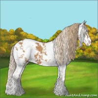 Horse Color:Chestnut Sabino 
