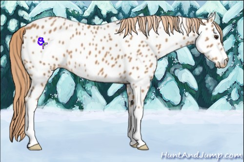 Horse Color:Chestnut Appaloosa 