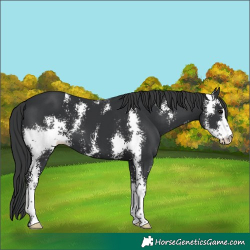 Horse Color:Black Sabino 