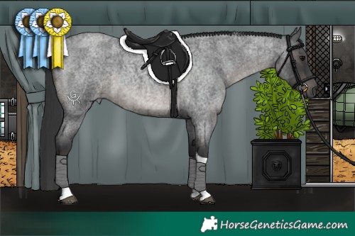 Horse Color:Blue Roan Tobiano