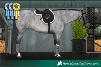Horse Color:Blue Roan Tobiano 
