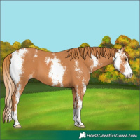 Horse Color:Chestnut Sabino