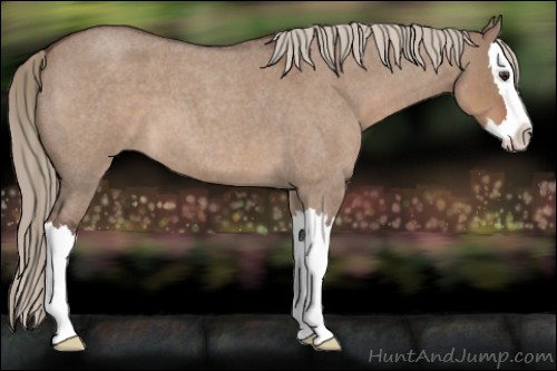 Horse Color:Liver Red Dun Roan Splash