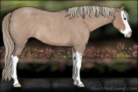 Horse Color:Liver Red Dun Roan Splash