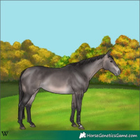 Horse Color:Platinum Buckskin 
