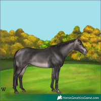 Horse Color:Platinum Buckskin