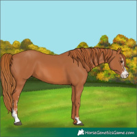 Horse Color:Chestnut Sabino