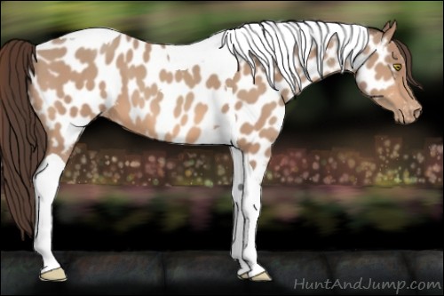 Horse Color:Amber Champagne Tobiano Appaloosa 