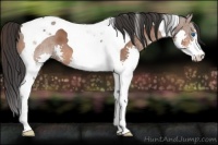 Horse Color:Bay Splash Tobiano 