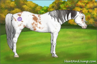 Horse Color:Bay Sabino 