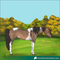 Horse Color:Bay Dun Tobiano 