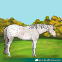 Horse Color:Brown Ice Tobiano Appaloosa 
