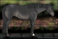 Horse Color:Black 