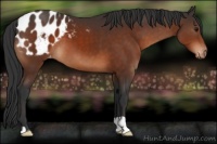 Horse Color:Bay Appaloosa 