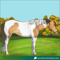Horse Color:Buckskin Tobiano Rabicano