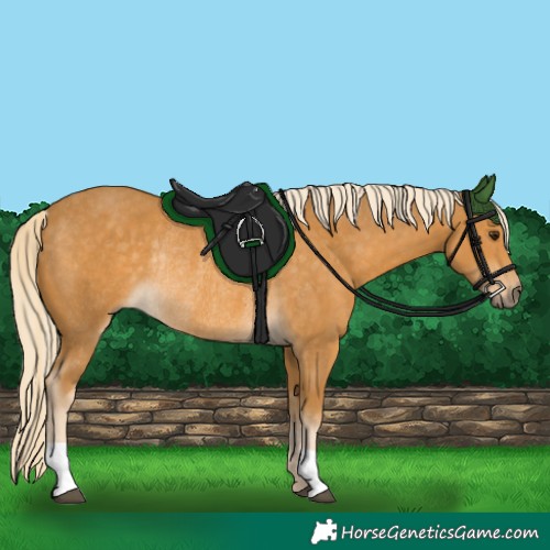 Horse Color:Palomino Rabicano 