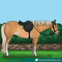 Horse Color:Palomino Rabicano 