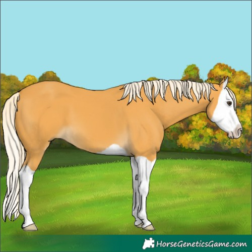 Horse Color:Palomino Splash 