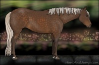 Horse Color:Silver Buckskin 