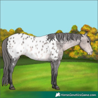 Horse Color:Platinum Buckskin Appaloosa 
