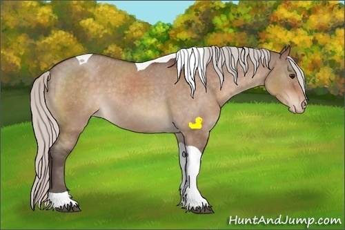 Horse Color:Silver Bay Dun Sabino Tobiano Appaloosa 