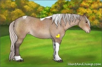 Horse Color:Silver Bay Dun Sabino Tobiano Appaloosa 