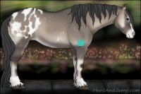 Horse Color:Grullo Onyx Sabino Blanket 