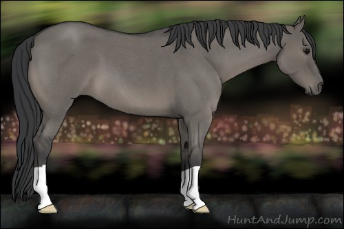 Horse Color:Grullo Roan 