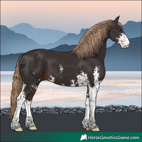 Horse Color:Liver Chestnut Sabino 