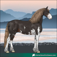 Horse Color:Liver Chestnut Sabino 
