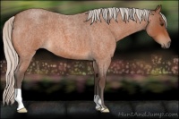 Horse Color:Silver Brown Roan 