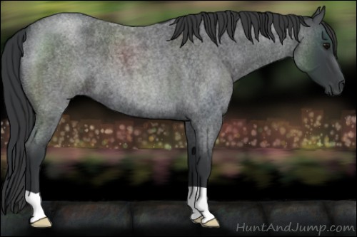 Horse Color:Blue Roan 