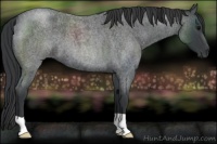 Horse Color:Blue Roan 