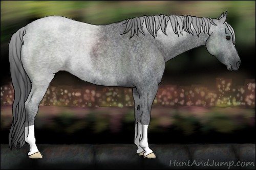 Horse Color:Blue Roan 