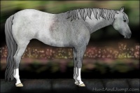 Horse Color:Blue Roan 