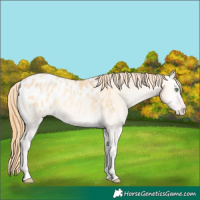 Horse Color:Buckskin Pearl Onyx Appaloosa 