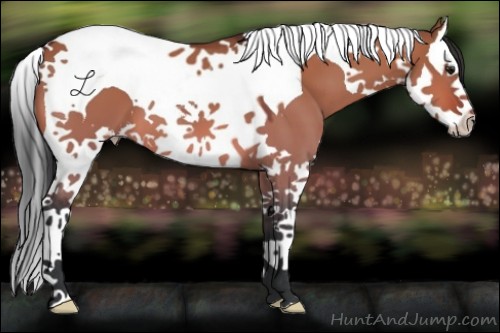 Horse Color:Bay Dun Splash Tobiano 