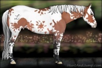 Horse Color:Bay Dun Splash Tobiano