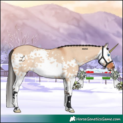 Horse Color:Bay Dun Splash Rabicano 