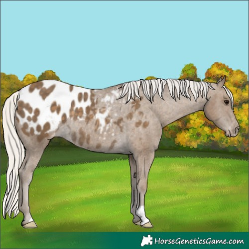 Horse Color:Silver Smoky Black Appaloosa Rabicano 