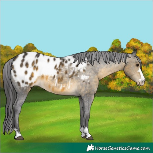 Horse Color:Buckskin Appaloosa 