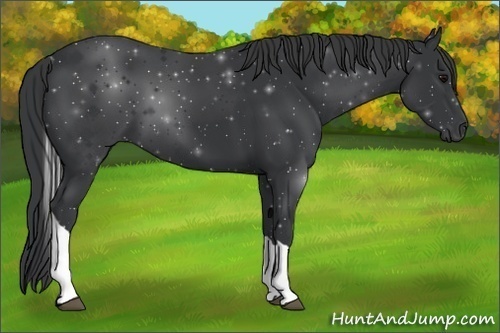Horse Color:Black Tobiano 