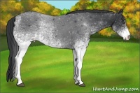 Horse Color:White Spotted Black Rabicano 
