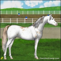 Horse Color:Red Dun Sabino 